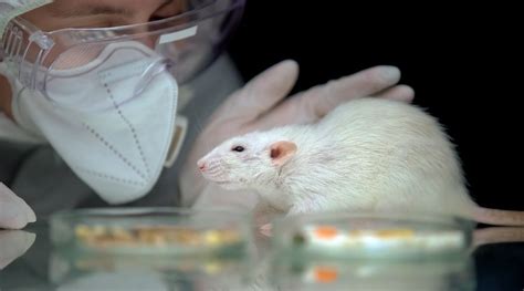 animal testing and its negative impacts|why animal testing should stop.